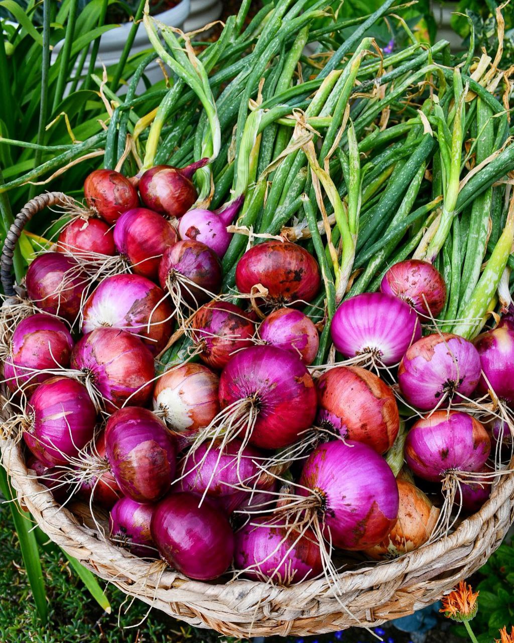 raw onion